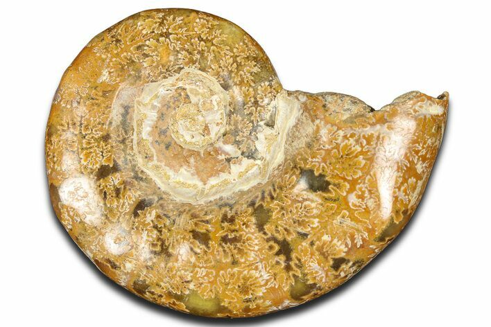 Jurassic Ammonite (Euaspidoceras) Fossil - Madagascar #365334